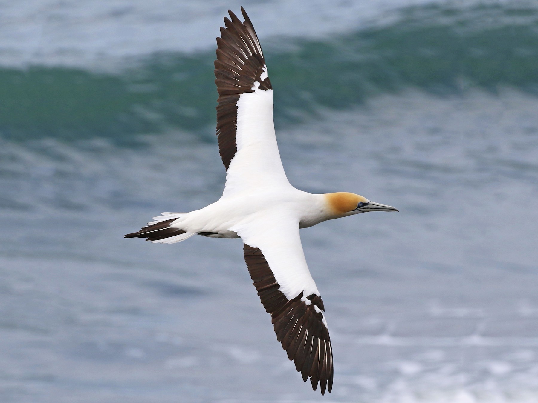 Australasian Gannet EBird