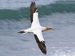  - Australasian Gannet