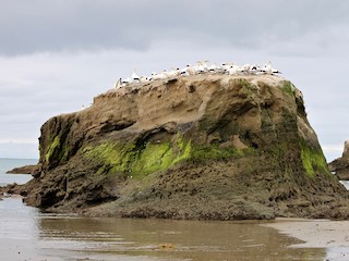  - Australasian Gannet