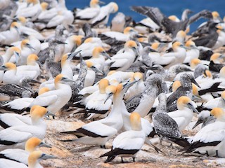  - Australasian Gannet