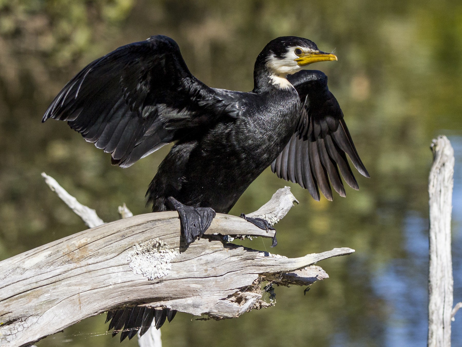 Little Pied Cormorant - Oscar Thomas