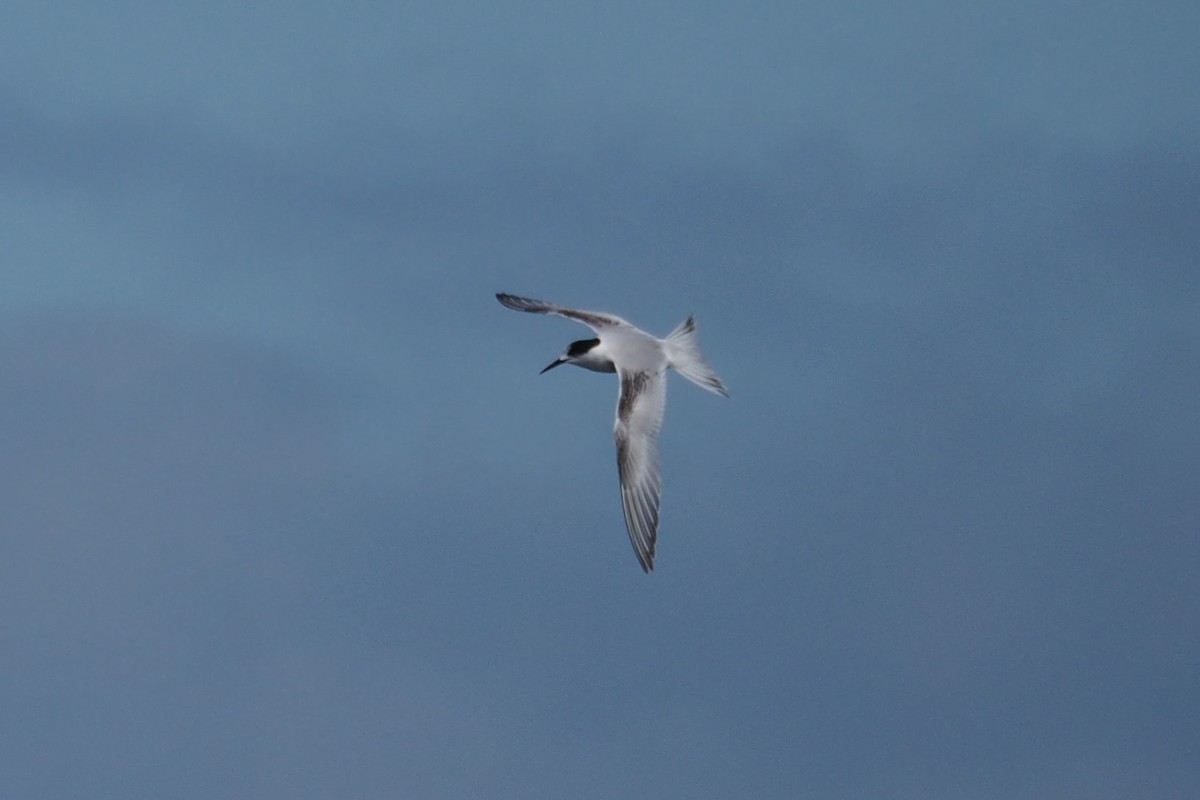 White-fronted Tern - Isaac Clarey
