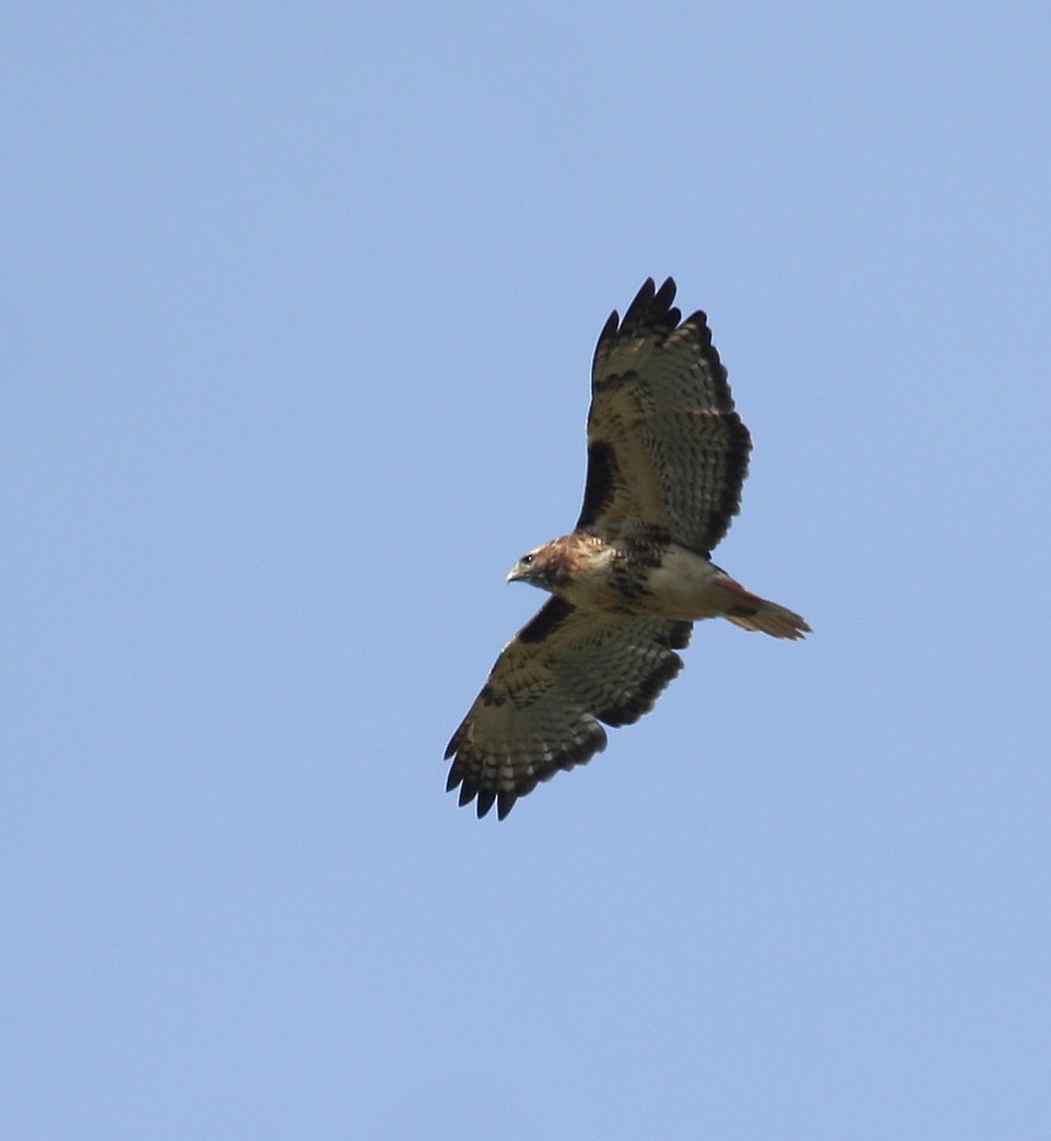 Red-tailed Hawk - Yves Dugré