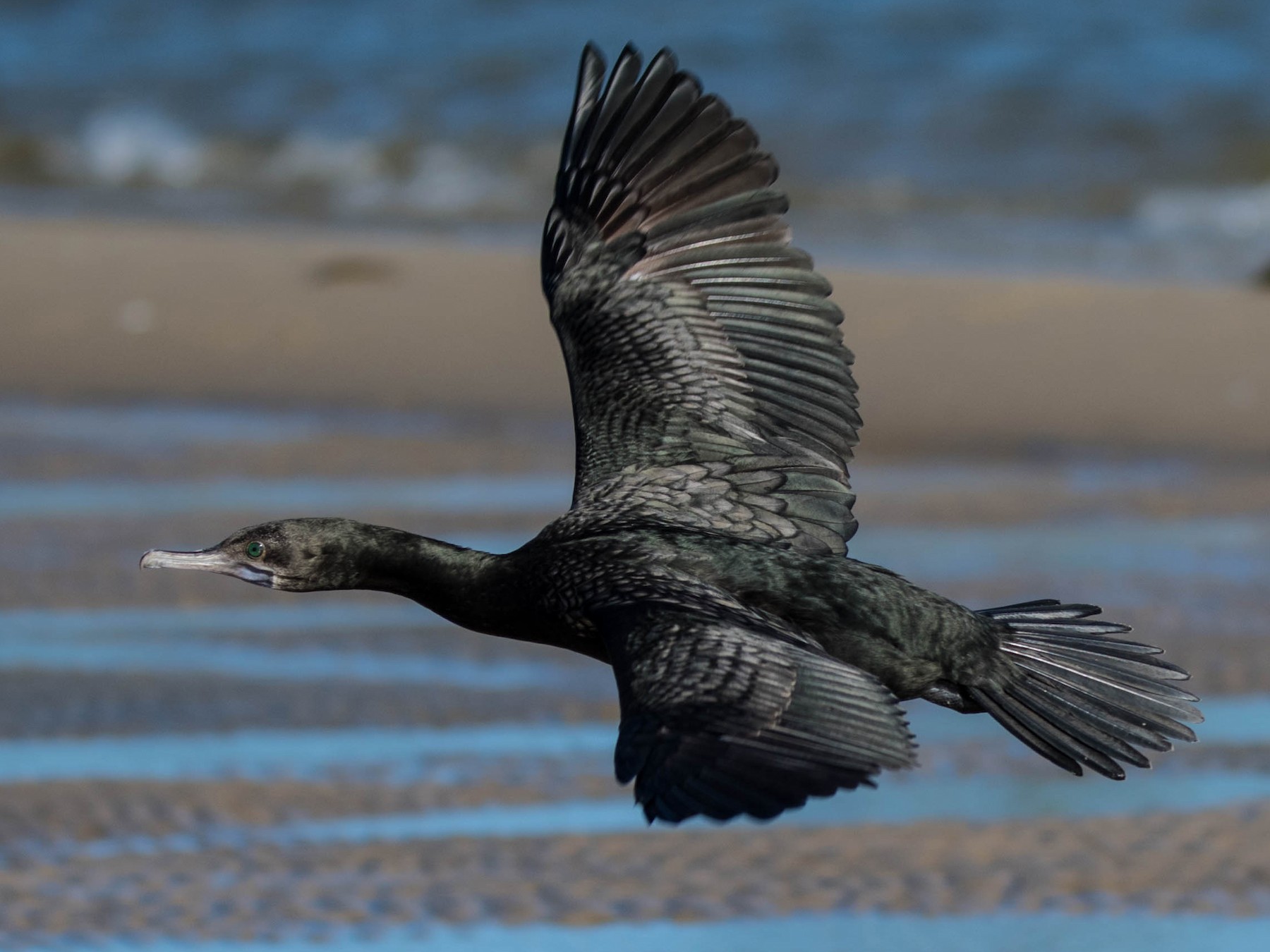 Little Black Cormorant - Hayley Alexander