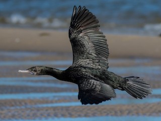  - Little Black Cormorant