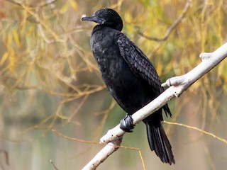  - Little Black Cormorant