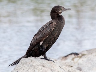  - Little Black Cormorant