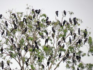  - Little Black Cormorant