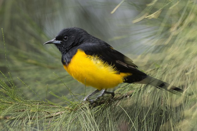 Black-vented Oriole  Audubon Field Guide