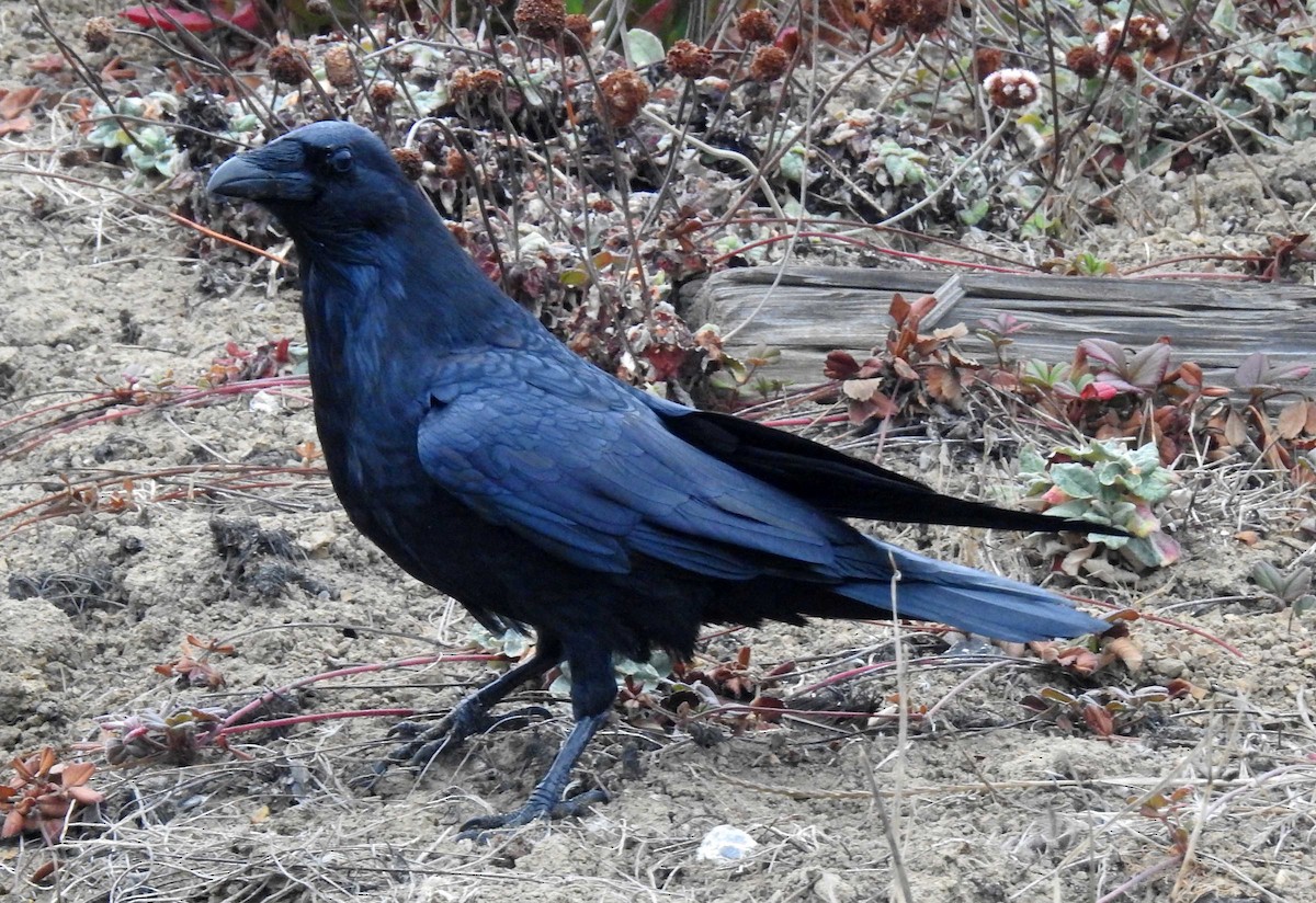 Common Raven - Ross Millikan