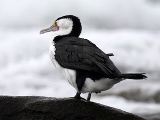  - Pied Cormorant