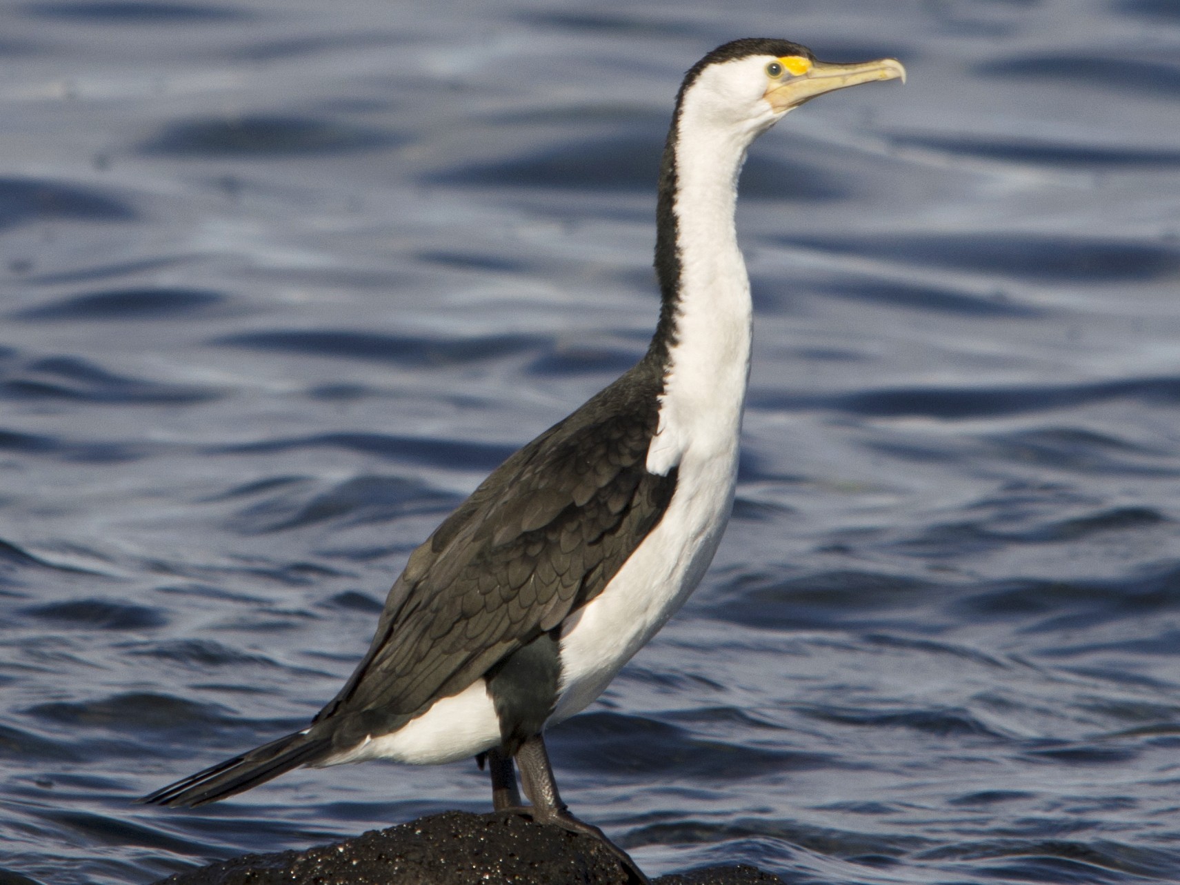 Pied Cormorant eBird