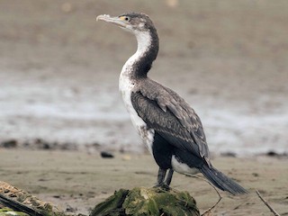  - Pied Cormorant