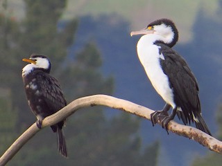 Adult (with Little Pied Cormorant) - Maureen Howard - ML116569271