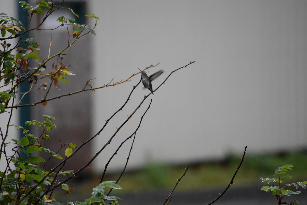 Anna's Hummingbird - Trae Lohse