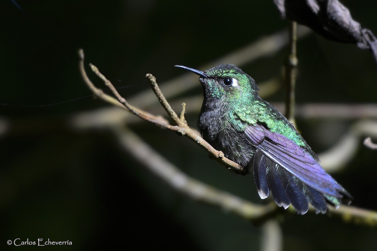 Emerald-chinned Hummingbird - Carlos Echeverría