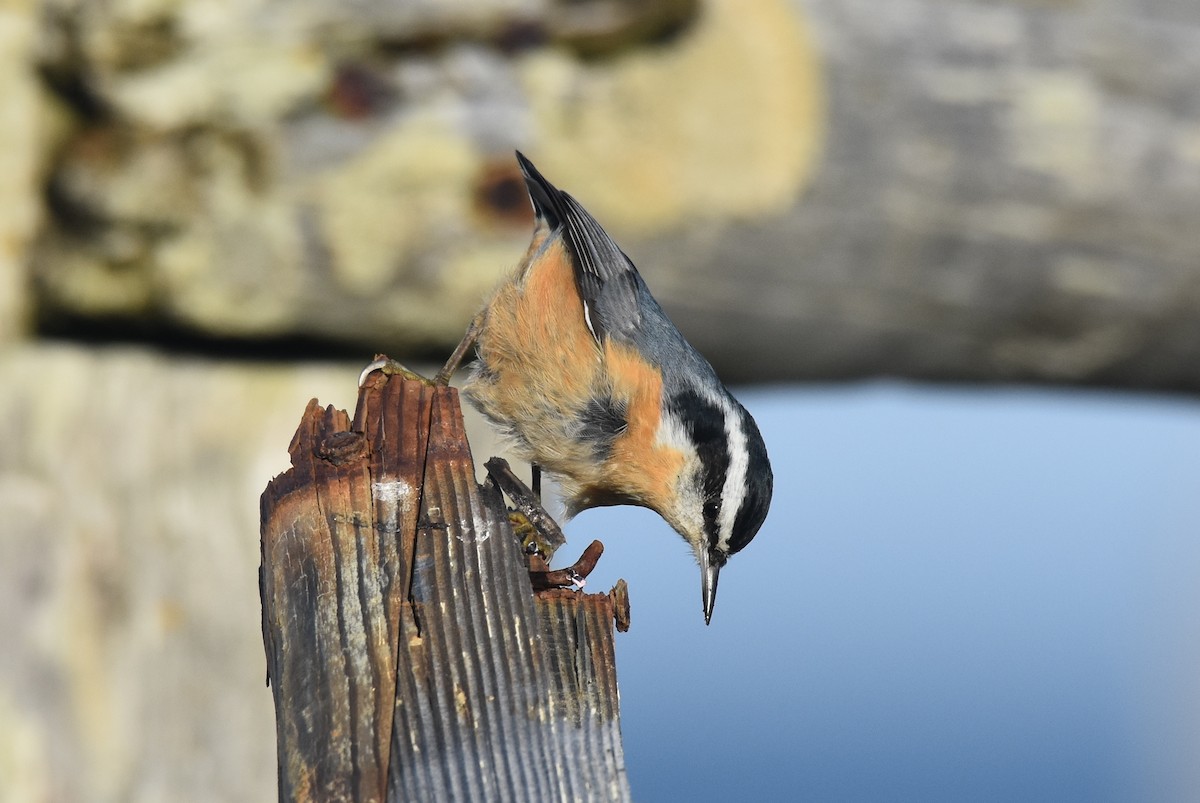 Red-breasted Nuthatch - ML116573311