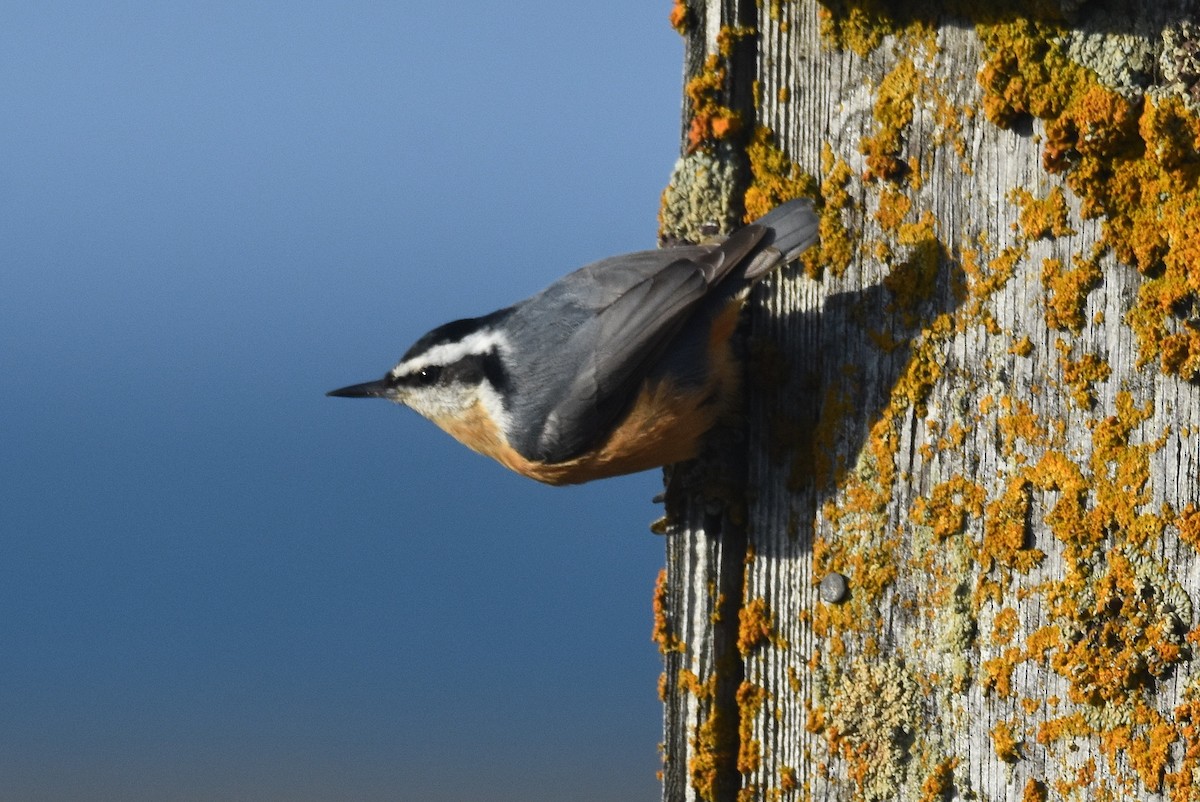 Red-breasted Nuthatch - ML116573321