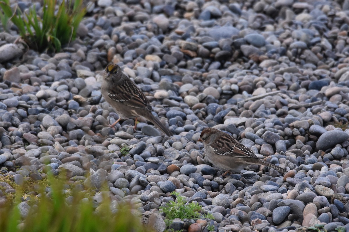 Golden-crowned Sparrow - ML116573371