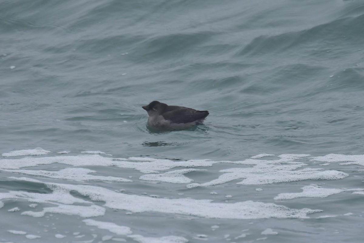 Crested Auklet - ML116573801