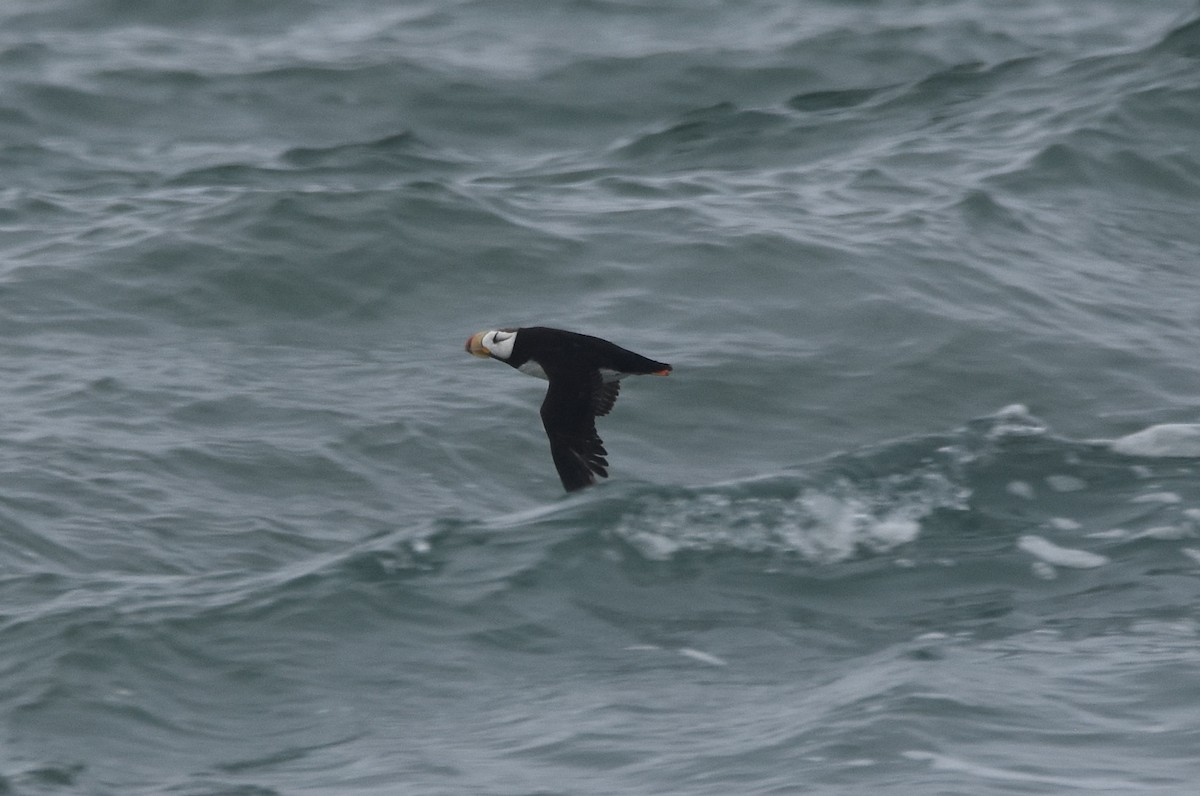 Horned Puffin - ML116573881
