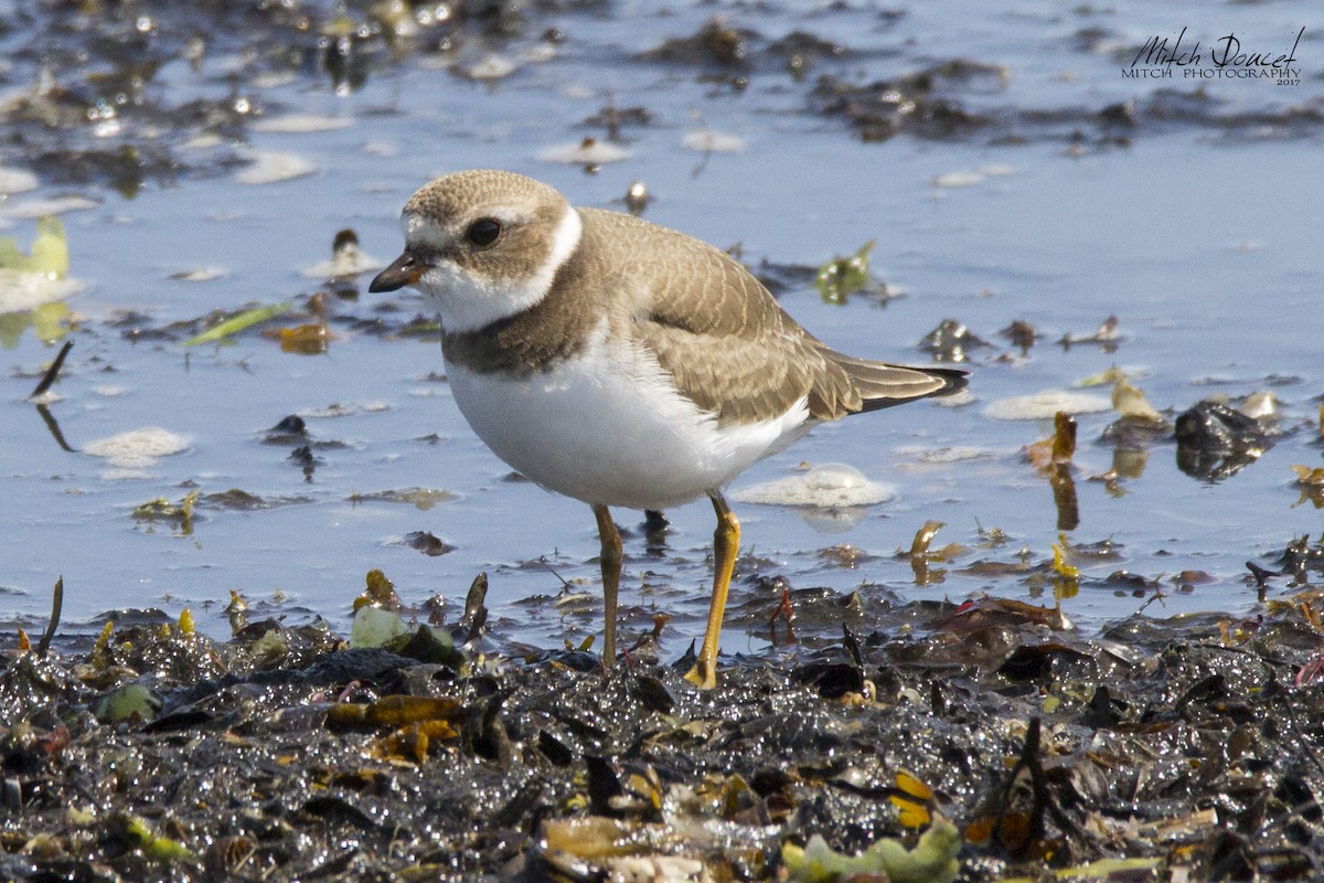 Semipalmated Plover - ML116574371