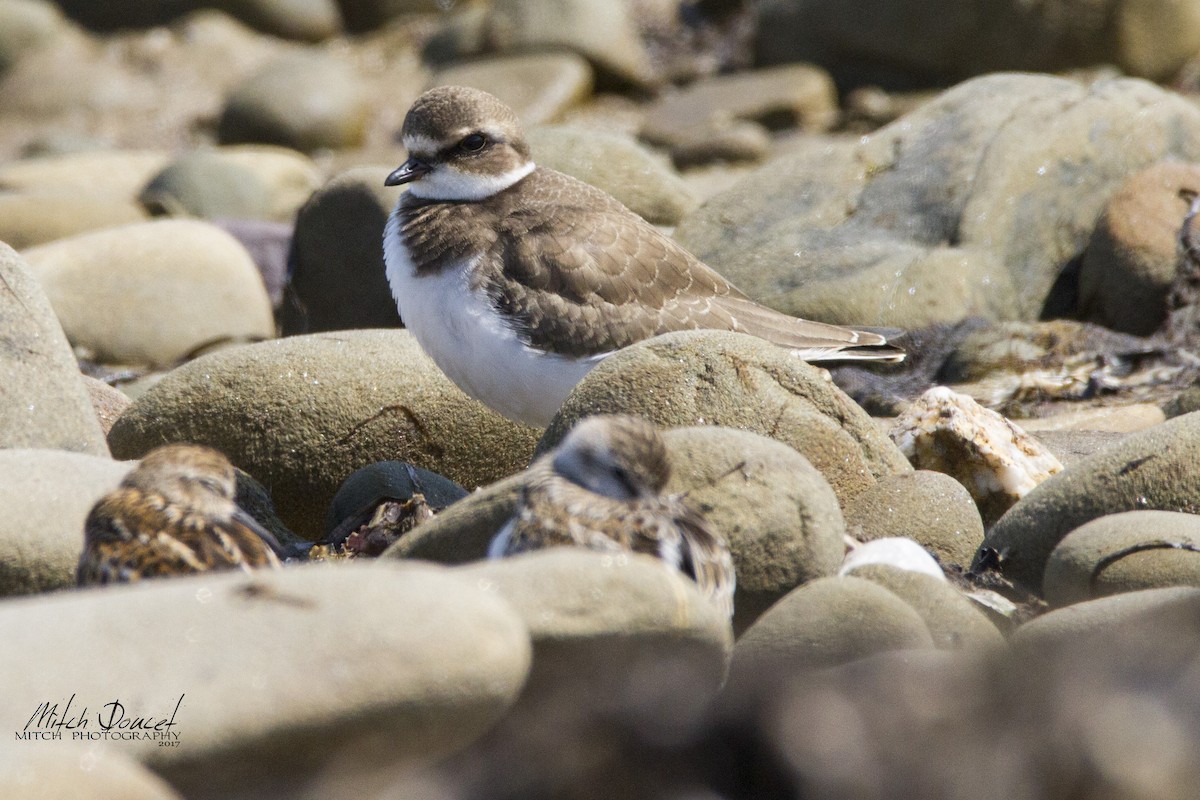 Semipalmated Plover - ML116574391