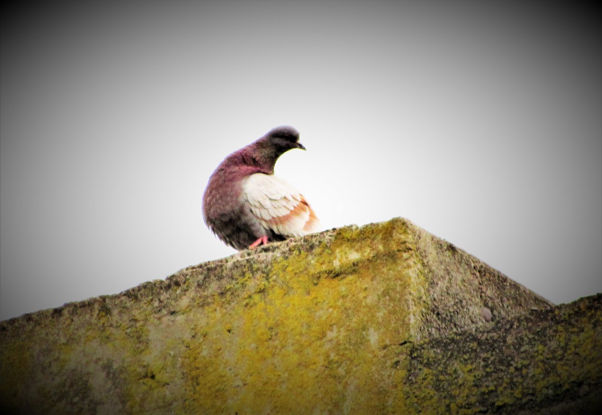 Rock Pigeon (Feral Pigeon) - ML116575071