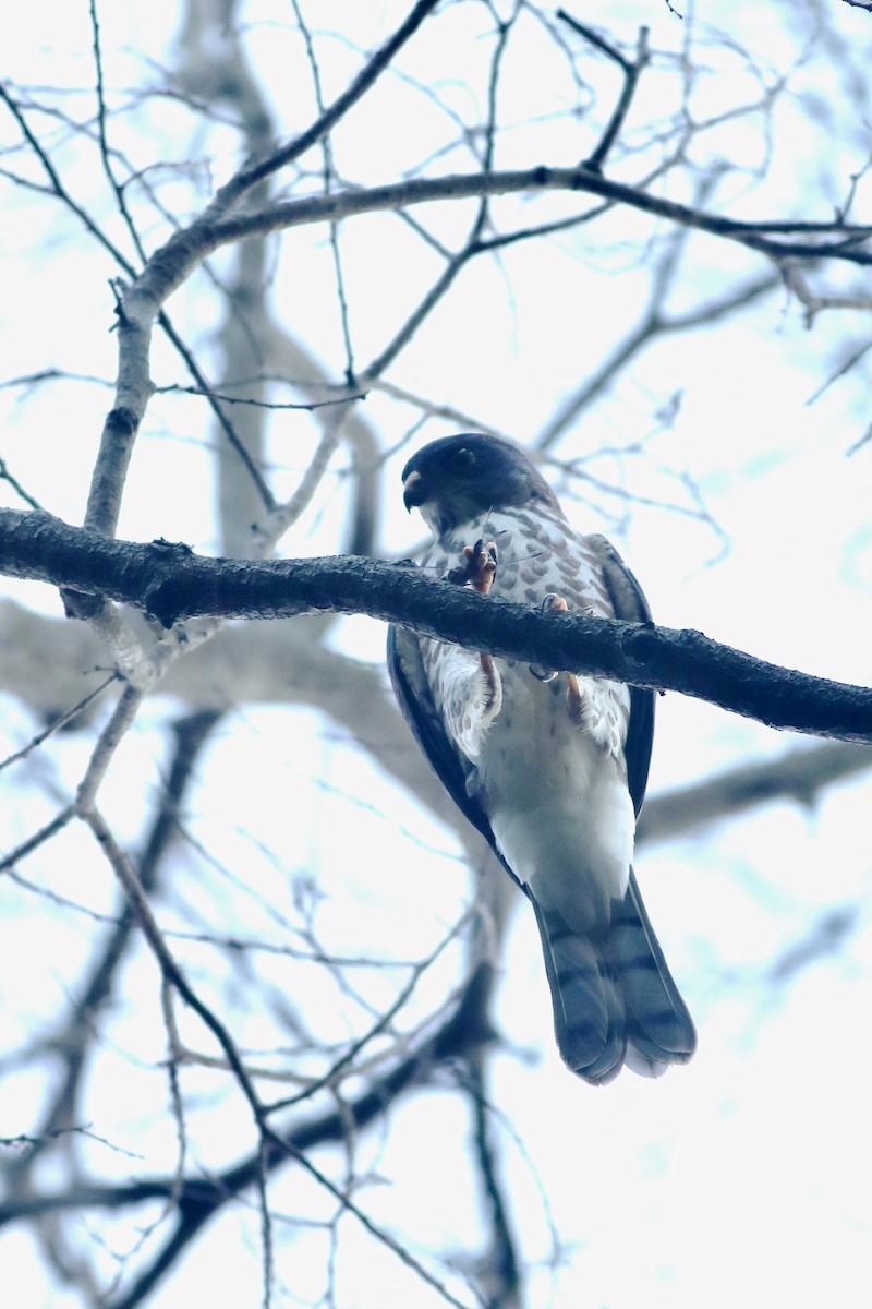 Chinese Sparrowhawk - ML116578351