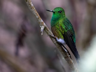  - Coppery-bellied Puffleg