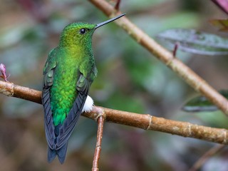  - Coppery-bellied Puffleg