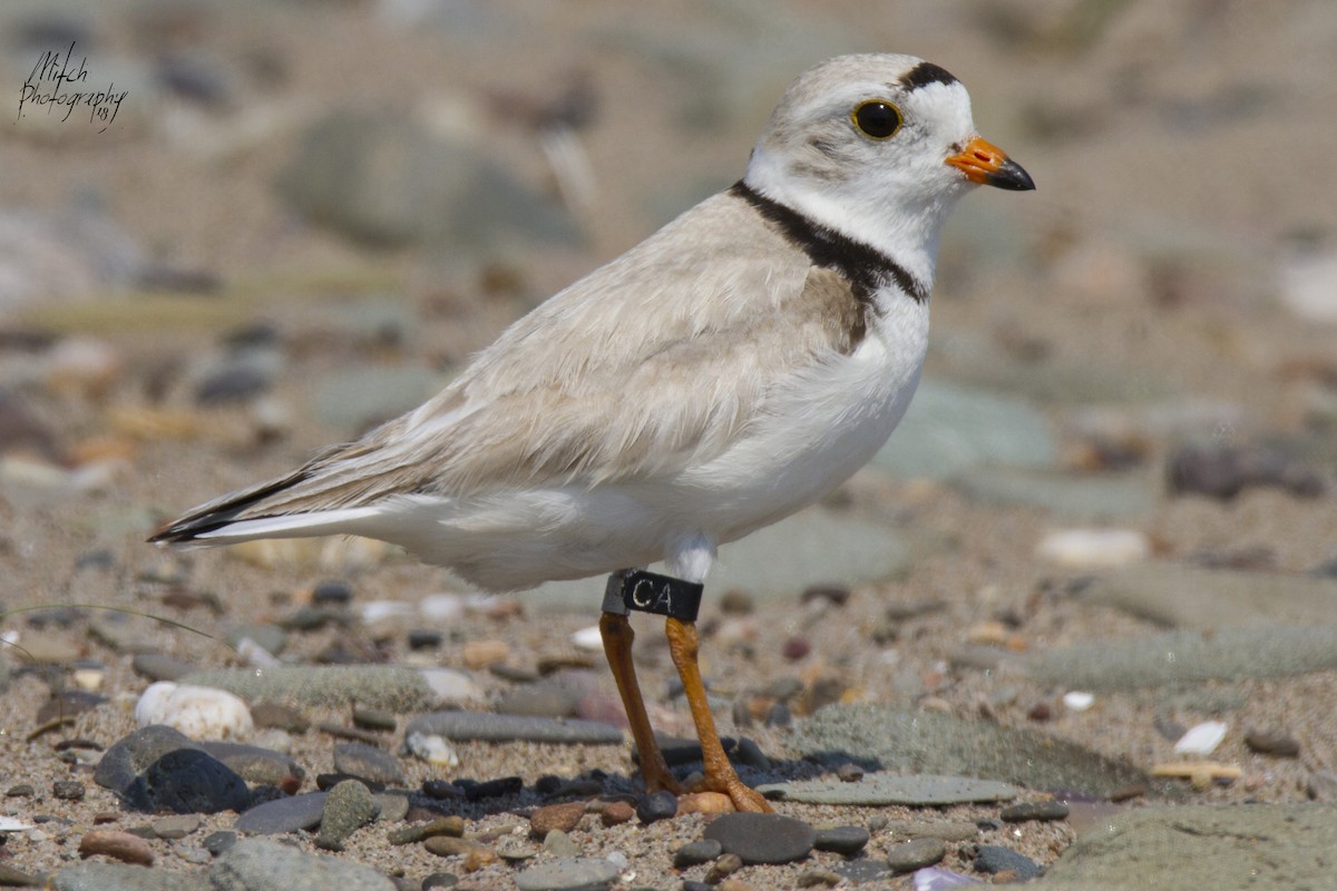 Piping Plover - ML116580941