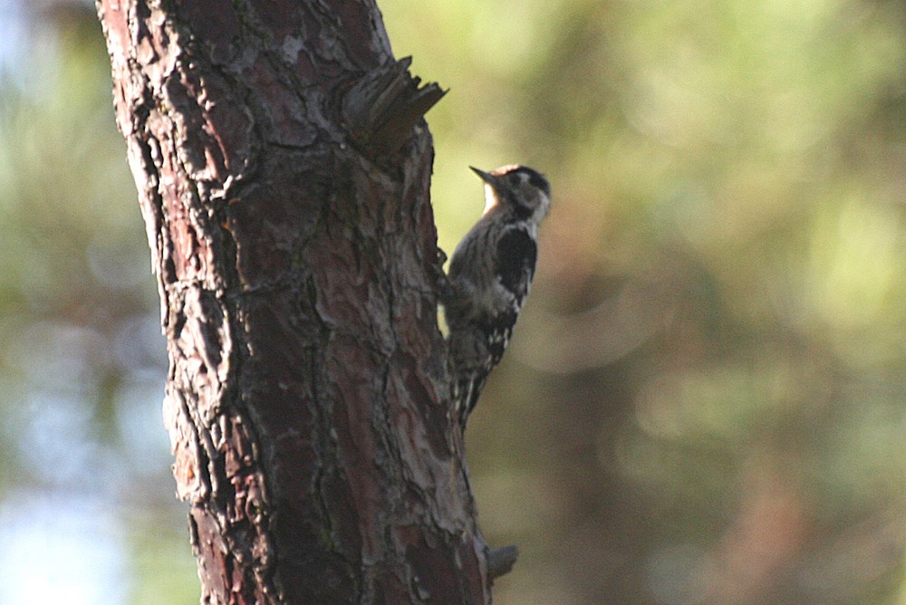 Lesser Spotted Woodpecker - Gonçalo Elias