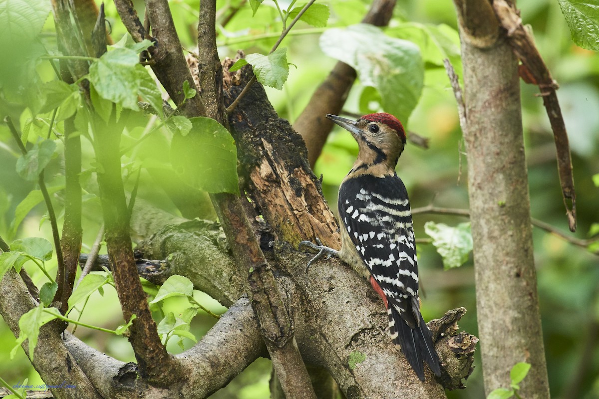 Fulvous-breasted Woodpecker - ML116584701