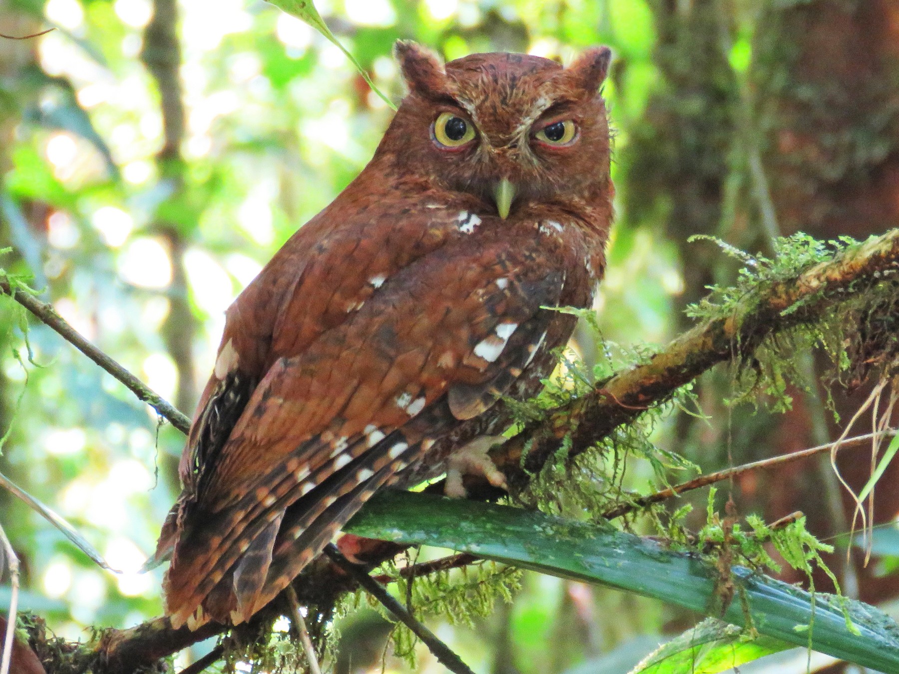 Autillo de Chocó - eBird