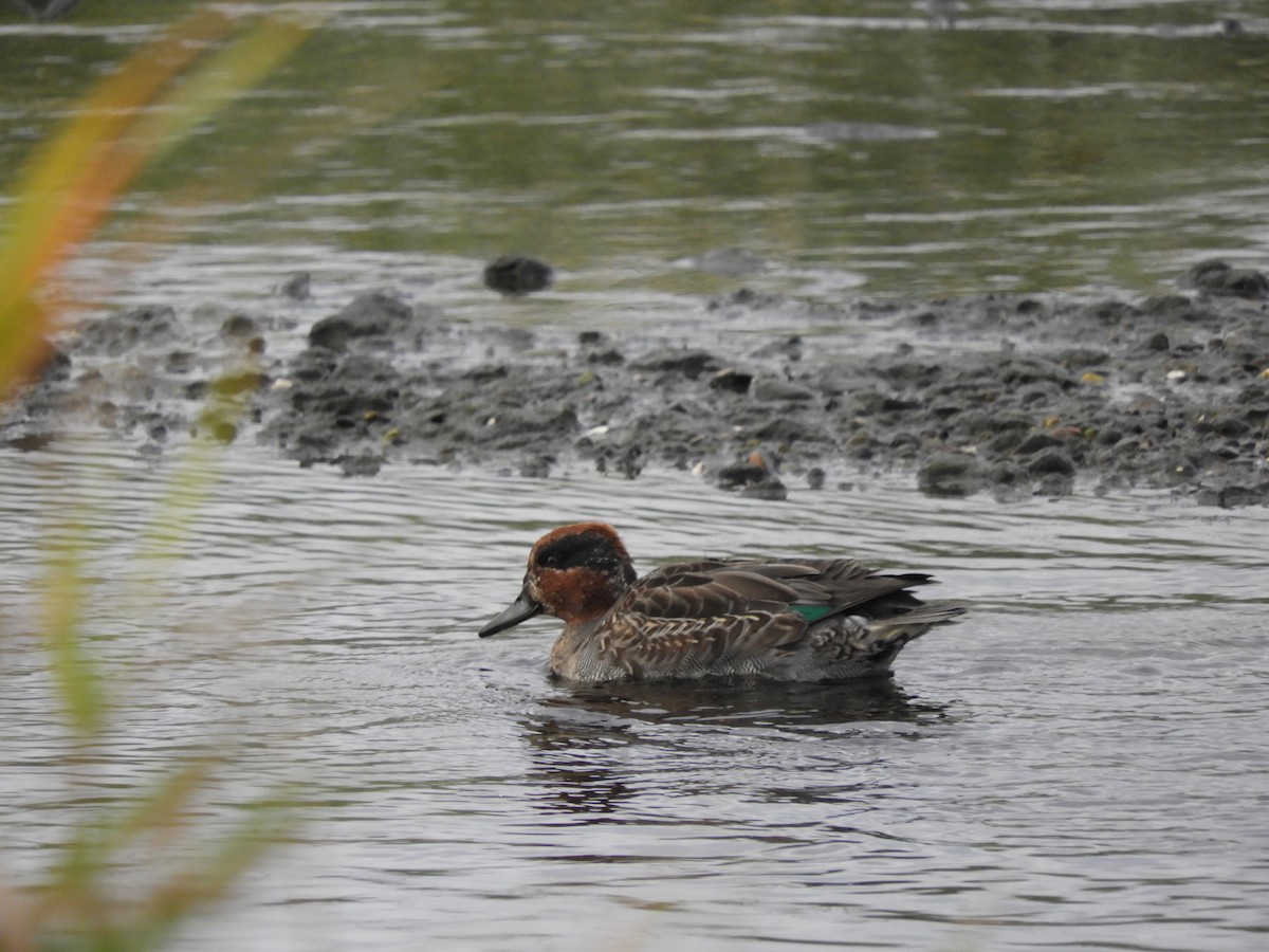 Green-winged Teal - Oliver Tan