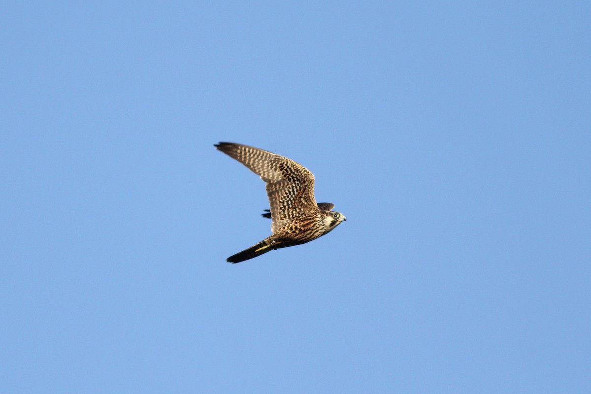 Peregrine Falcon (Tundra) - Matthew Eckerson