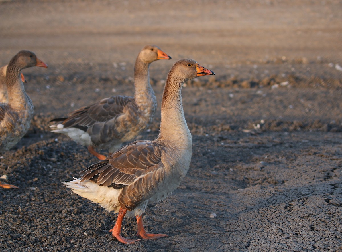 Graylag Goose (Domestic type) - Pair of Wing-Nuts