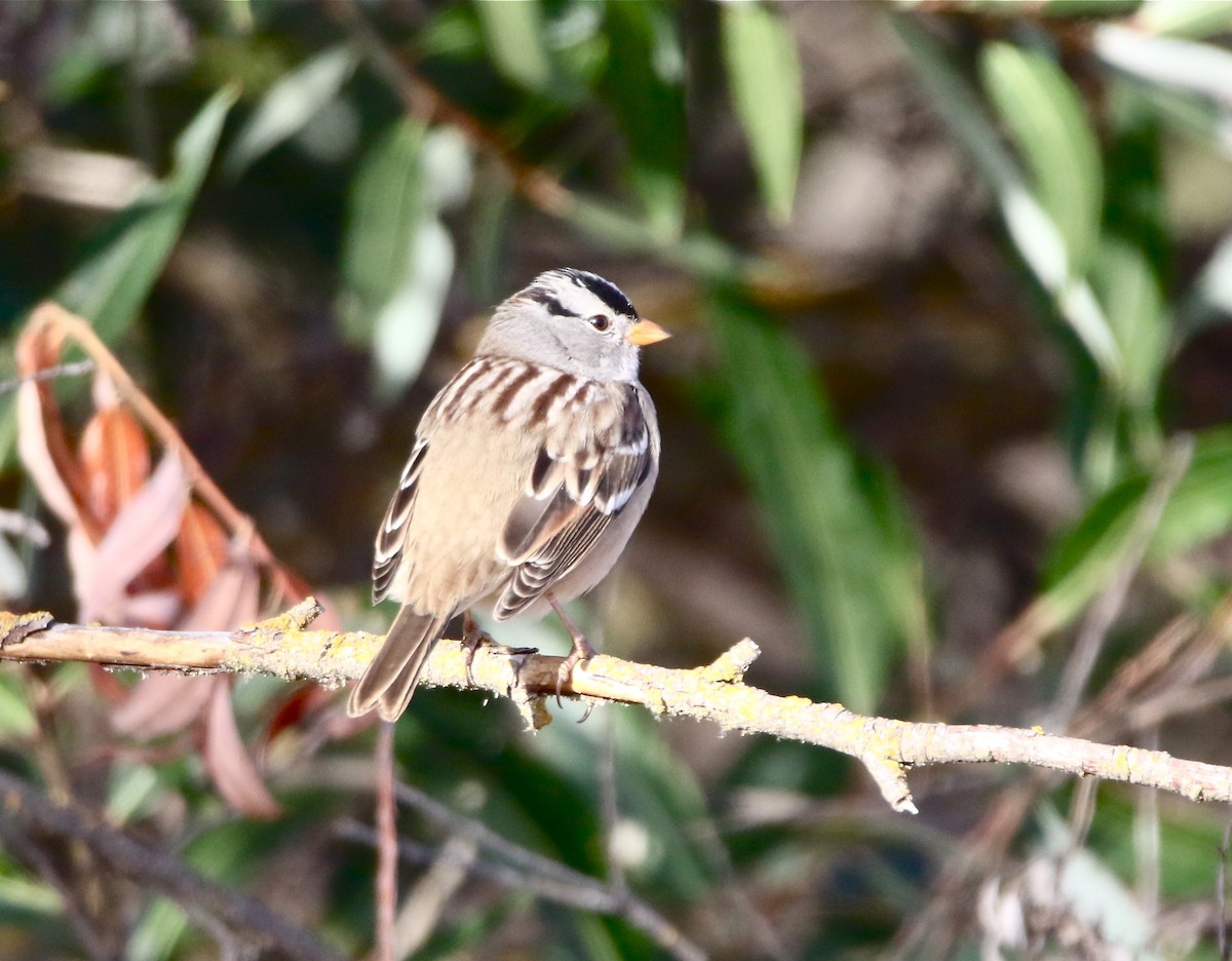 White-crowned Sparrow - ML116589151