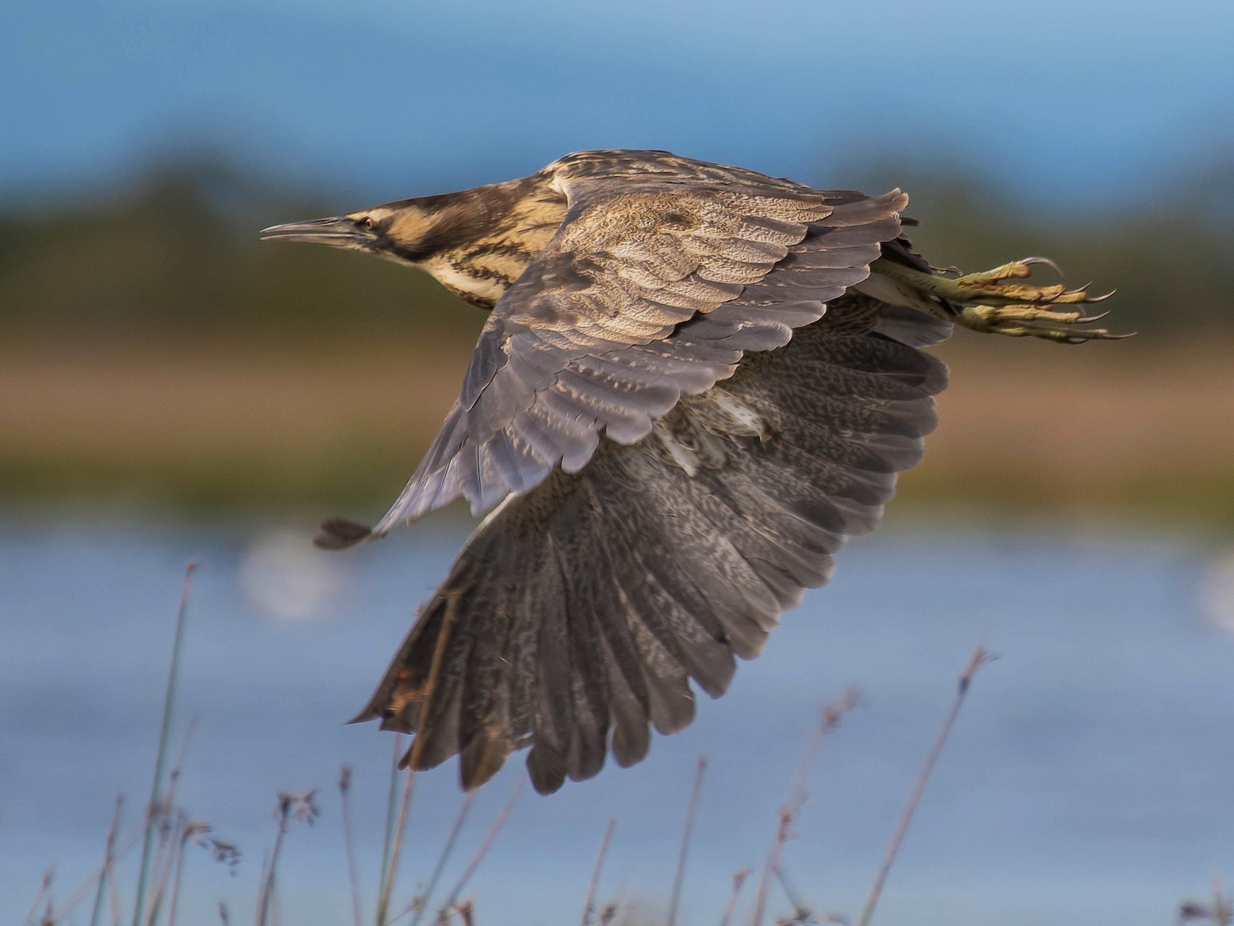 Australasian Bittern - Terence Alexander