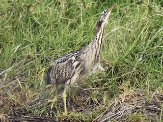  - Australasian Bittern