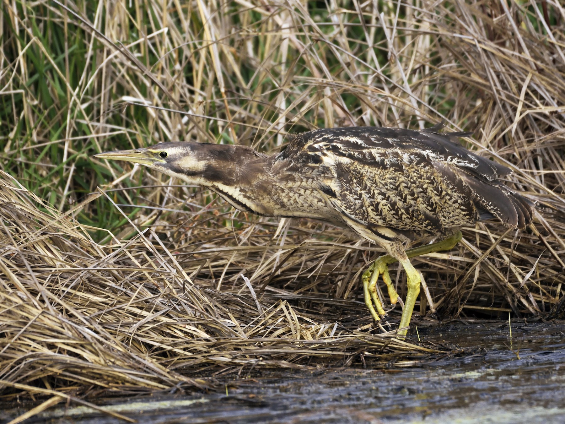 Australasian Bittern Ebird