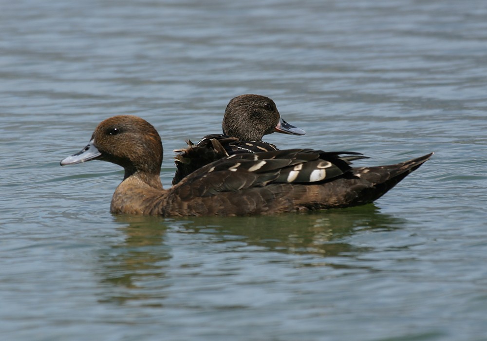 African Black Duck - Keith CC Mitchell