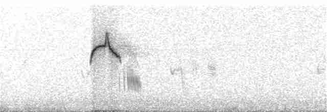 Тиранчик-короткодзьоб південний - ML116594801