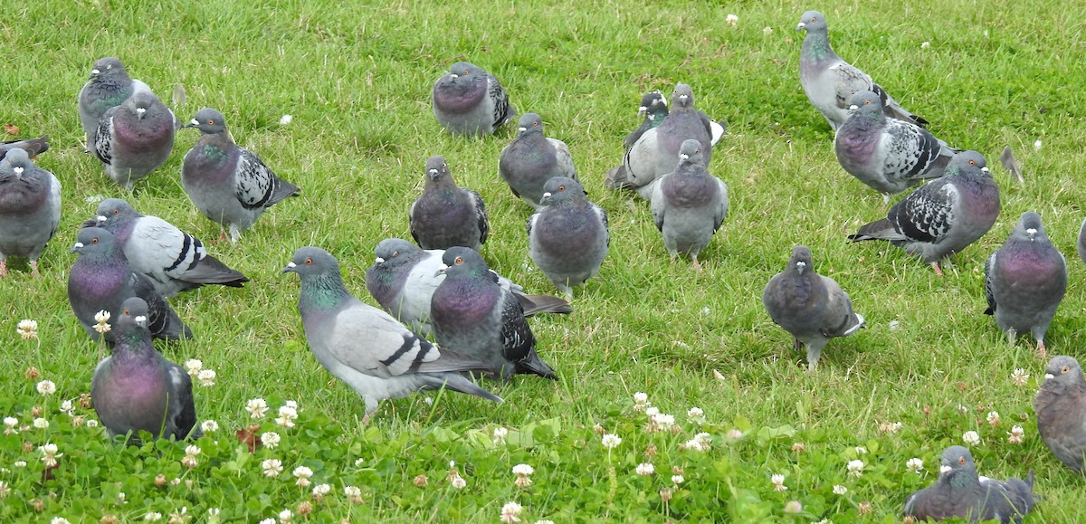 Rock Pigeon (Feral Pigeon) - shelley seidman