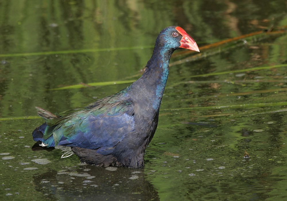 African Swamphen - Keith CC Mitchell