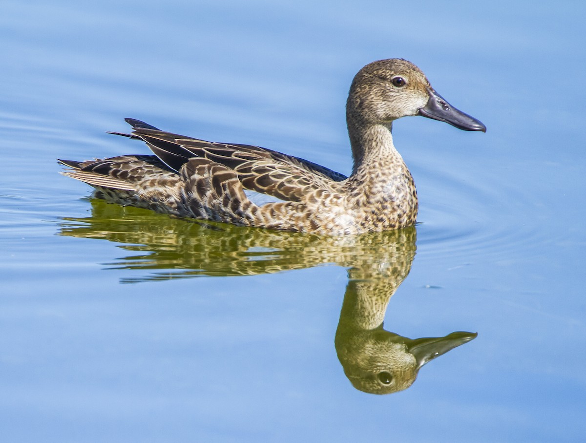 Blue-winged Teal - ML116596201