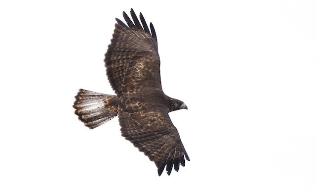 Adult dark-morph. - Red-tailed Hawk (Harlan's) - 