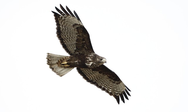 Adult dark-morph. Same bird as ML116598131. - Red-tailed Hawk (Harlan's) - 