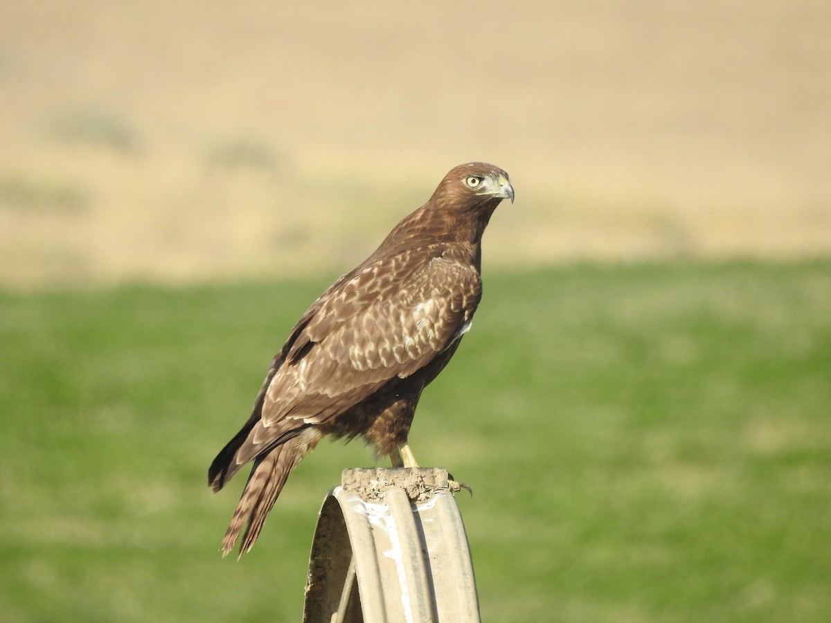 Red-tailed Hawk - Mary Rumple